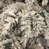 Сосна искусственная Dinsmore Frosted с эффектом покрытия снегом